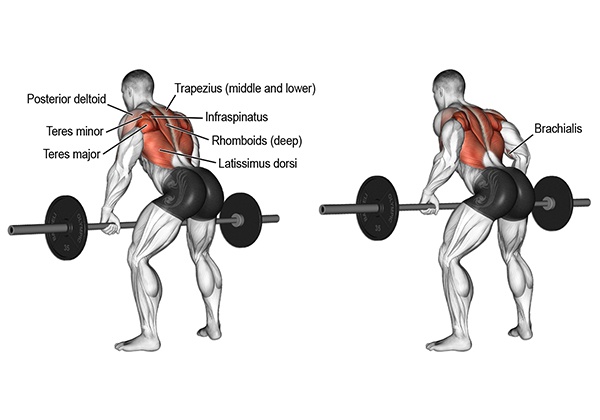 bent over barbell row