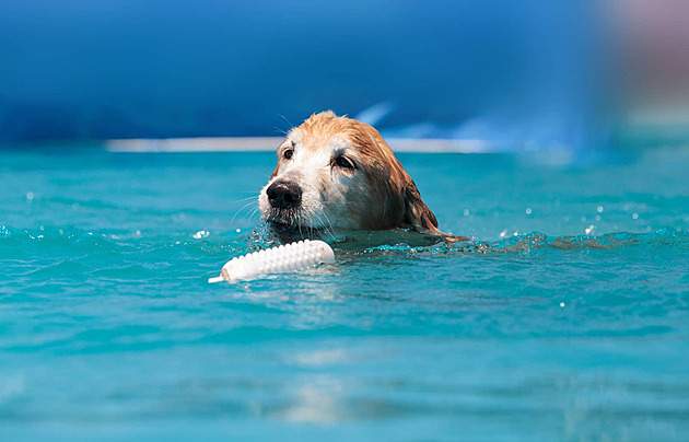 pngtree golden retriever swims with a toy swim dog animal photo image 24307158
