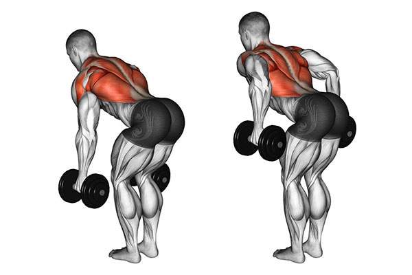 bai tap bent over two dumbbell row